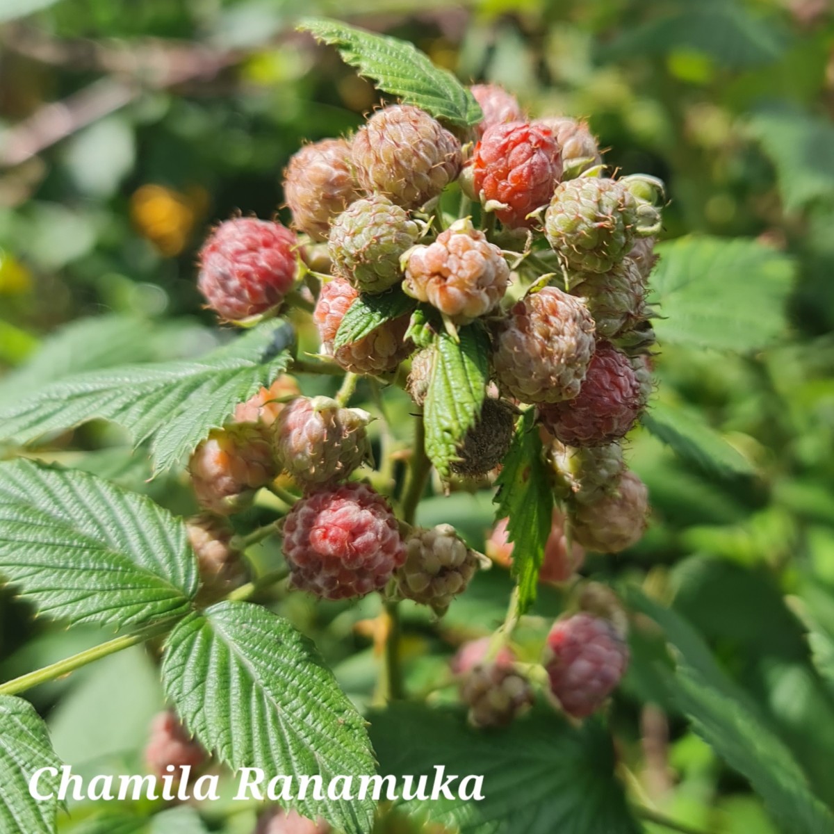 Rubus niveus Thunb.